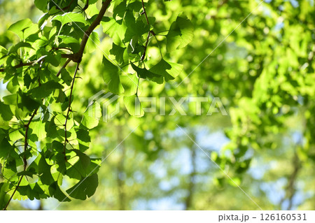 銀杏の青葉 126160531