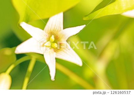 家の周りの草花 四季の色々 春の光を浴びて庭の垣根に白い星型の小さな花が咲きました 家の周りの草花 四季の色々 春の光を浴びて庭の垣根に白い星型の小さな花が咲きました 126160537