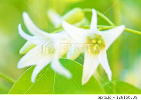 家の周りの草花　四季の色々　春の光を浴びて庭の垣根に白い星型の小さな花が咲きました 126160539