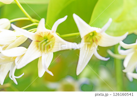 家の周りの草花 四季の色々 春の光を浴びて庭の垣根に白い星型の小さな花が咲きました 家の周りの草花 四季の色々 春の光を浴びて庭の垣根に白い星型の小さな花が咲きました 126160541