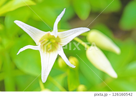 家の周りの草花 四季の色々 春の光を浴びて庭の垣根に白い星型の小さな花が咲きました 家の周りの草花 四季の色々 春の光を浴びて庭の垣根に白い星型の小さな花が咲きました 126160542