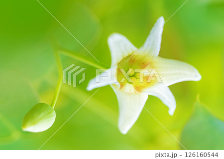 家の周りの草花 四季の色々 春の光を浴びて庭の垣根に白い星型の小さな花が咲きました 家の周りの草花 四季の色々 春の光を浴びて庭の垣根に白い星型の小さな花が咲きました 126160544
