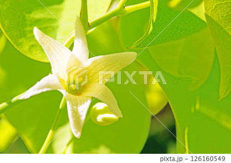 家の周りの草花　四季の色々　春の光を浴びて庭の垣根に白い星型の小さな花が咲きました 126160549
