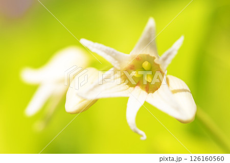 家の周りの草花 四季の色々 春の光を浴びて庭の垣根に白い星型の小さな花が咲きました 家の周りの草花 四季の色々 春の光を浴びて庭の垣根に白い星型の小さな花が咲きました 126160560