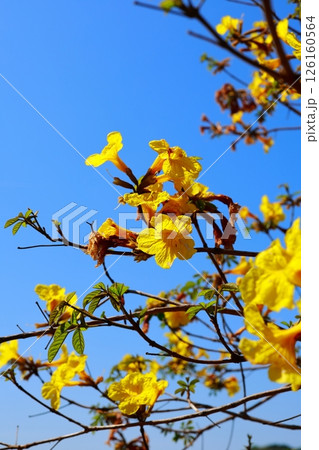 キバナイペー ブラジル国花 イぺ キバナイペー ブラジル国花 イぺ 126160564
