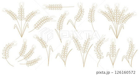 Golden outline of ripe ears of cereal plants Golden outline of ripe ears of cereal plants 126160572