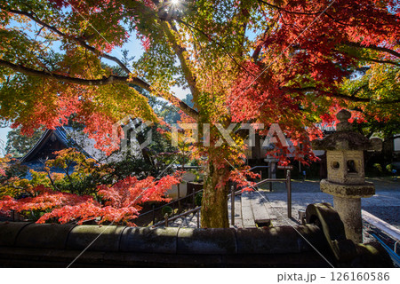 紅葉に包まれた善峯寺 紅葉に包まれた善峯寺 126160586