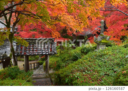 紅葉に包まれた善峯寺 紅葉に包まれた善峯寺 126160587