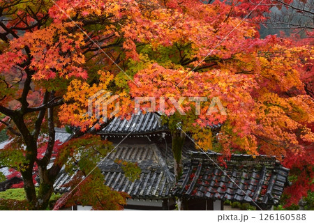 紅葉に包まれた善峯寺 紅葉に包まれた善峯寺 126160588