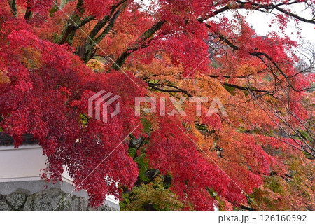 紅葉に包まれた善峯寺 紅葉に包まれた善峯寺 126160592