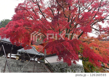 紅葉に包まれた善峯寺 紅葉に包まれた善峯寺 126160593