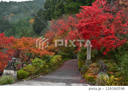 紅葉したモミジと階段とお稲荷さん 紅葉したモミジと階段とお稲荷さん 126160596