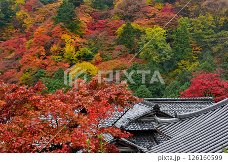 紅葉に包まれた善峯寺 紅葉に包まれた善峯寺 126160599