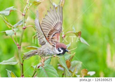 飛び出すスズメ 126160625