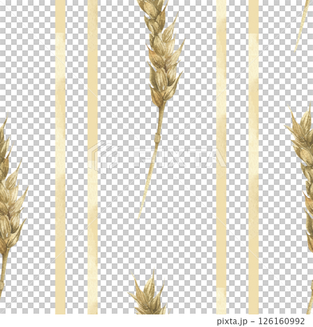 Golden wheat watercolor seamless pattern with cereals stems and beige geometric lines illustration.Abstract floral striped background with field crops for kitchen textile,fabric, rustic design 126160992
