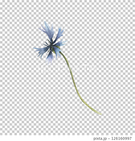Blue wild cornflower watercolor illustration. Hand drawn field floral element, petal blooming flower clipart for poster, card, banner template design 126160997