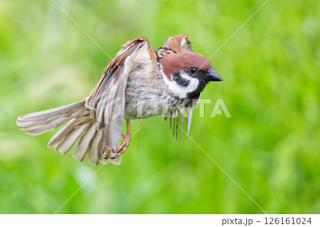 新緑の中、飛ぶスズメ 126161024