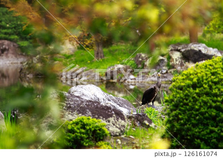 日本庭園の川鵜 126161074