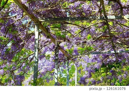 そよ風に揺れる藤の花 そよ風に揺れる藤の花 126161076