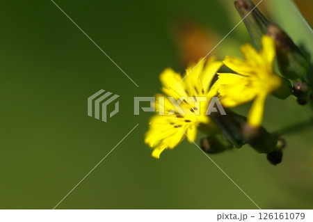 黄色い花 126161079