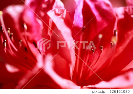 躑躅の咲く春の由志園 躑躅の咲く春の由志園 126161080