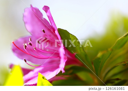 躑躅の咲く春の由志園 躑躅の咲く春の由志園 126161081