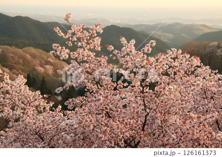 御亭山の桜 126161373