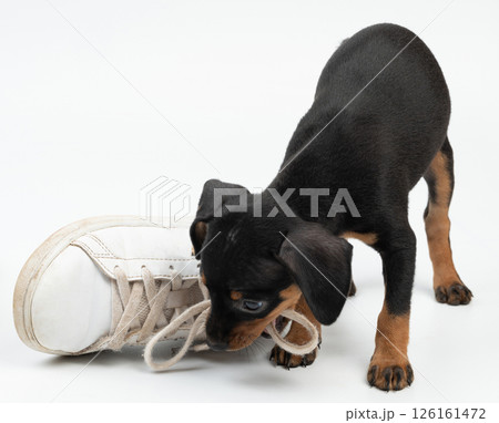 Pinscher puppy chewing shoe laces Pinscher puppy chewing shoe laces 126161472