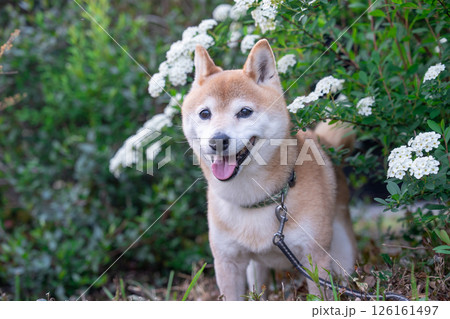 小手毬.背景に柴犬 可愛い柴犬 柴犬茜 小手毬.背景に柴犬 可愛い柴犬 柴犬茜 126161497