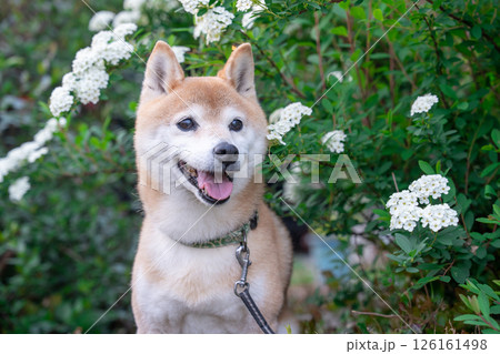 小手毬.背景に柴犬 可愛い柴犬 柴犬茜 小手毬.背景に柴犬 可愛い柴犬 柴犬茜 126161498