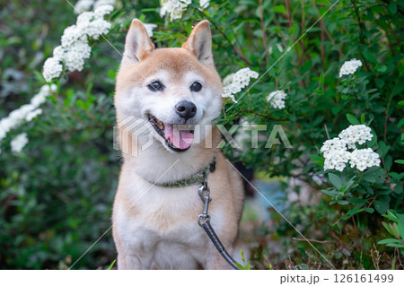 小手毬.背景に柴犬　可愛い柴犬　柴犬茜 126161499