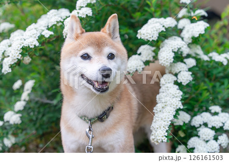 小手毬.背景に柴犬　可愛い柴犬　柴犬茜 126161503