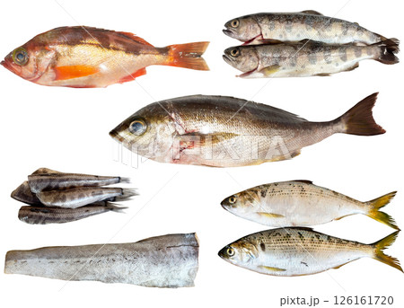 切り抜き素材セットー魚2 切り抜き素材セットー魚2 126161720