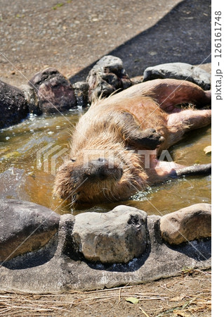 カピバラ 126161748