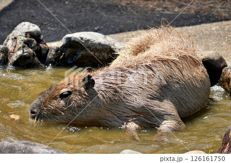 カピバラ カピバラ 126161750