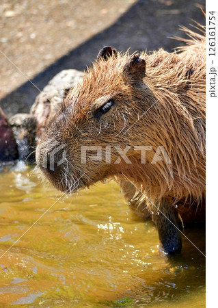 カピバラ 126161754
