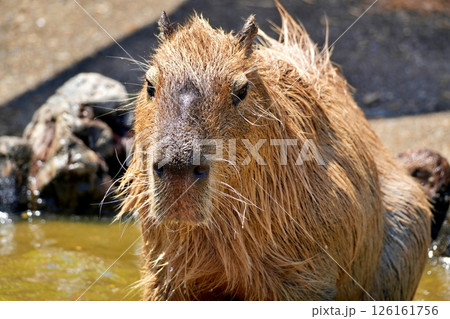 カピバラ 126161756