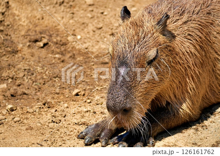 カピバラ 126161762
