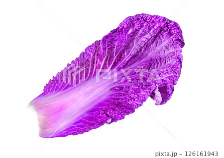 leaf of beijing red cabbage isolated on white background with clipping path leaf of beijing red cabbage isolated on white background with clipping path 126161943