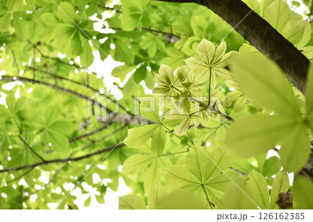 明るいグリーンの新緑 明るいグリーンの新緑 126162385