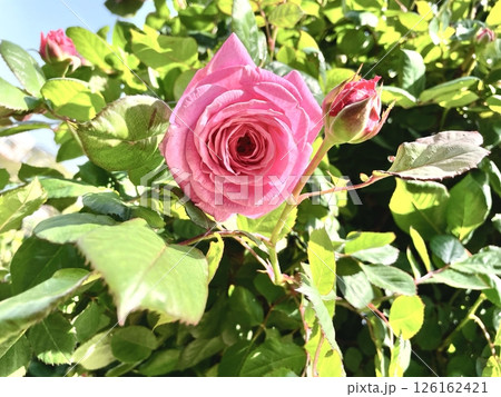 ピンク色の薔薇の花 126162421