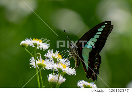 ハルジオンの花にとまるアオスジアゲハ ハルジオンの花にとまるアオスジアゲハ 126162577