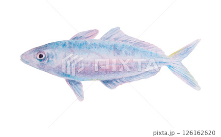 Watercolor illustration of a tropical fish resembling mackerel or small tuna. Soft marine colors, ideal for sea-themed designs, educational projects and travel materials 126162620
