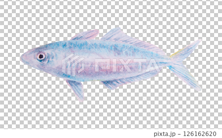 Watercolor illustration of a tropical fish resembling mackerel or small tuna. Soft marine colors, ideal for sea-themed designs, educational projects and travel materials 126162620