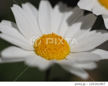 白いマーガレットの花 126162967