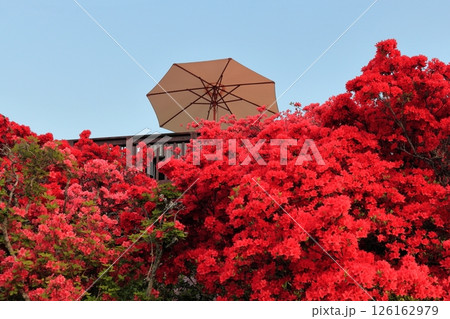 茨城県笠間つつじ公園の夕景 茨城県笠間つつじ公園の夕景 126162979