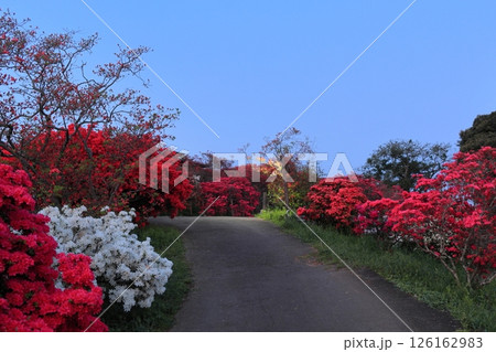 茨城県笠間つつじ公園の夕景 126162983