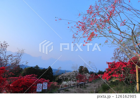 茨城県笠間つつじ公園の夕景 126162985