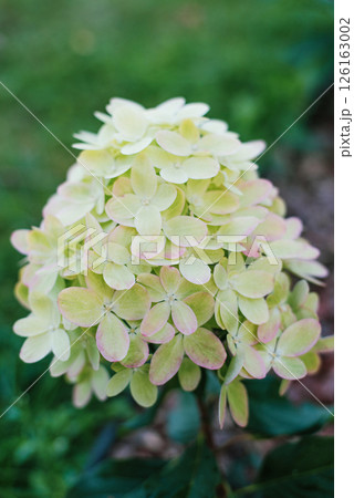 Graffiti Hydrangea Greenish White Flowers in Garden Graffiti Hydrangea Greenish White Flowers in Garden 126163002
