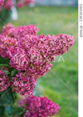 Pink Hydrangea Paniculata Fraise Melba in Garden 126163003